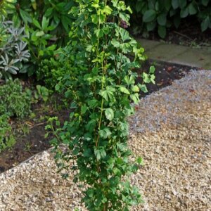 ginkgo biloba menhir