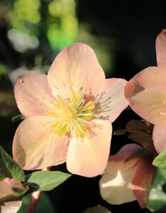 hellebore