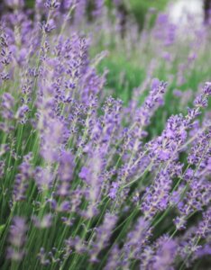 lavandes