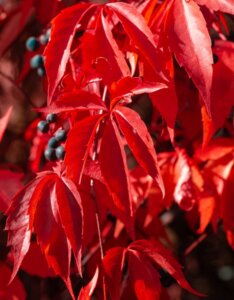 parthenocissus henryana