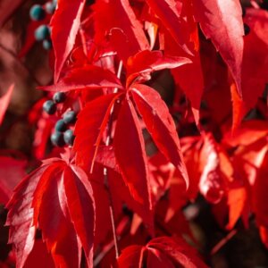 parthenocissus henryana