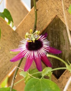 passiflora x violacea victoria