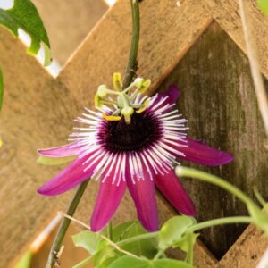 passiflora x violacea victoria