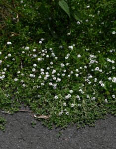 vivaces couvres sols