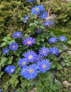 Anemone blanda : une anemone de printemps