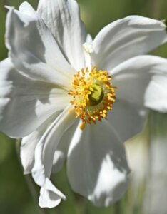 Anemone Honorine Jobert