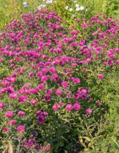 Aster-dumosus-Jenny-Aster-nain-