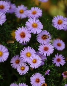 Aster-dumosus-Professor-Anton-Kippenberg