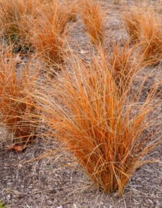 Carex-comans-Bronze-Form