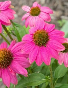Echinacea-purpurea-Powwow-Wild-Berry