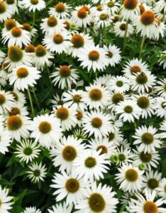 Echinacea-purpurea-White-Swan