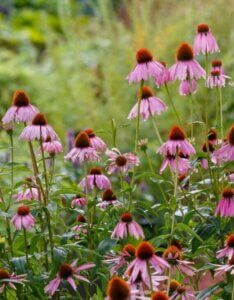 Echinacea-purpurea