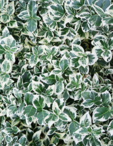 Euonymus-fortunei-Emerald-Gaiety-Fusain-de-fortune