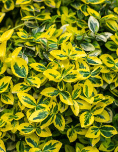 Euonymus-fortunei-Emerald-N-Gold-Fusain-de-fortune