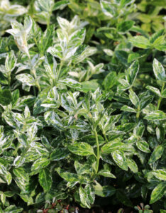 Euonymus-fortunei-Harlequin-Fusain-de-fortune
