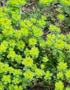 Euphorbia-amygdaloides