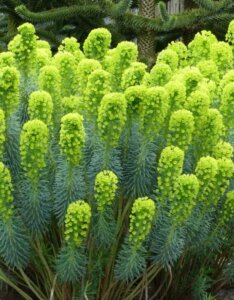 Euphorbia-characias