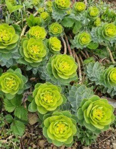 Euphorbia-myrsinites