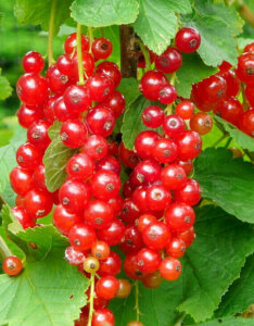 groseille Jonkheer-Van-Tets