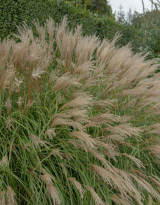 Miscanthus-Adagio