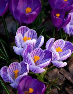 crocus