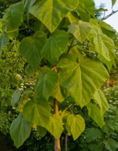 paulownia
