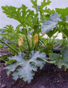 plant courgettes