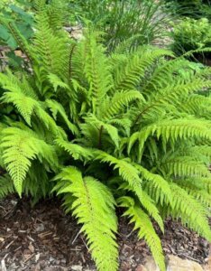 polystichum-setiferum