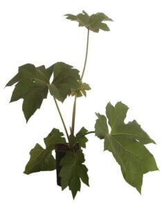 Tetrapanax papyrifer Rex Pot de 2/3l