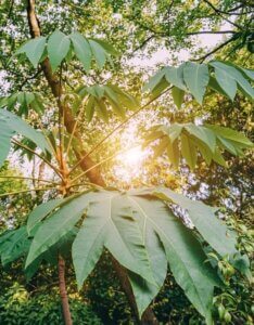Tetrapanax papyrifera Rex