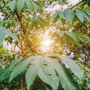 Tetrapanax papyrifera Rex