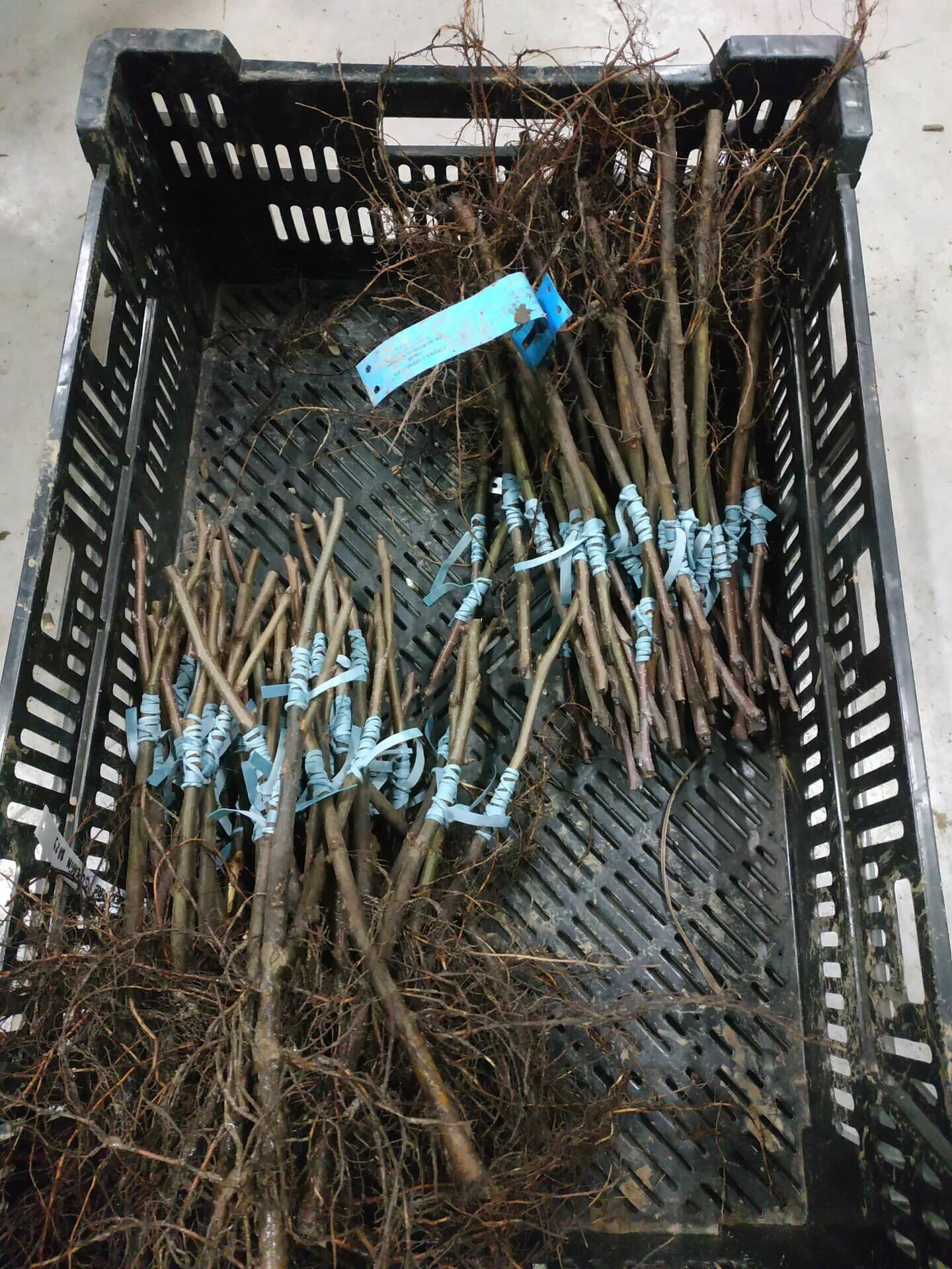 Plants greffés